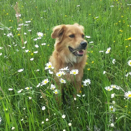 Am Pflanzgarten Apartamento *