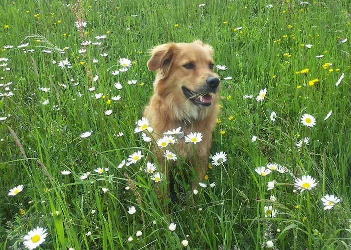 Am Pflanzgarten アパート *