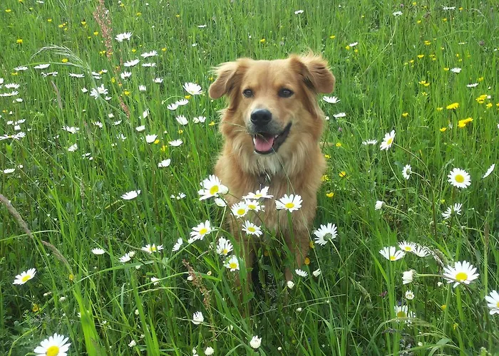 Am Pflanzgarten Διαμέρισμα *